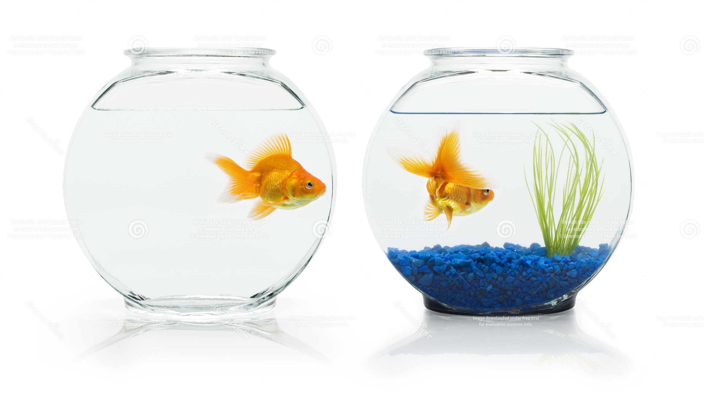 Goldfish looking with envy at a nicer fishbowl