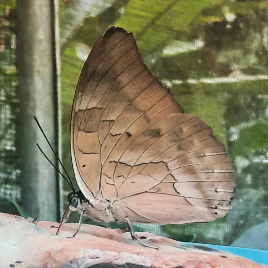 Brown Butterfly Colombian Jungle