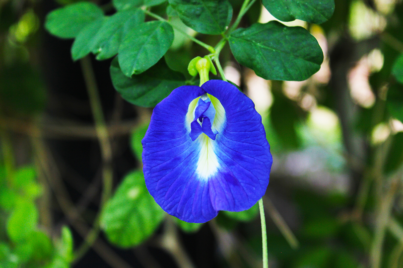 Blue butterfly pea flower with white center