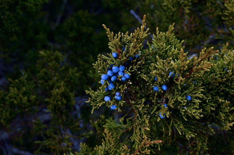 blue juniper berries on a tree