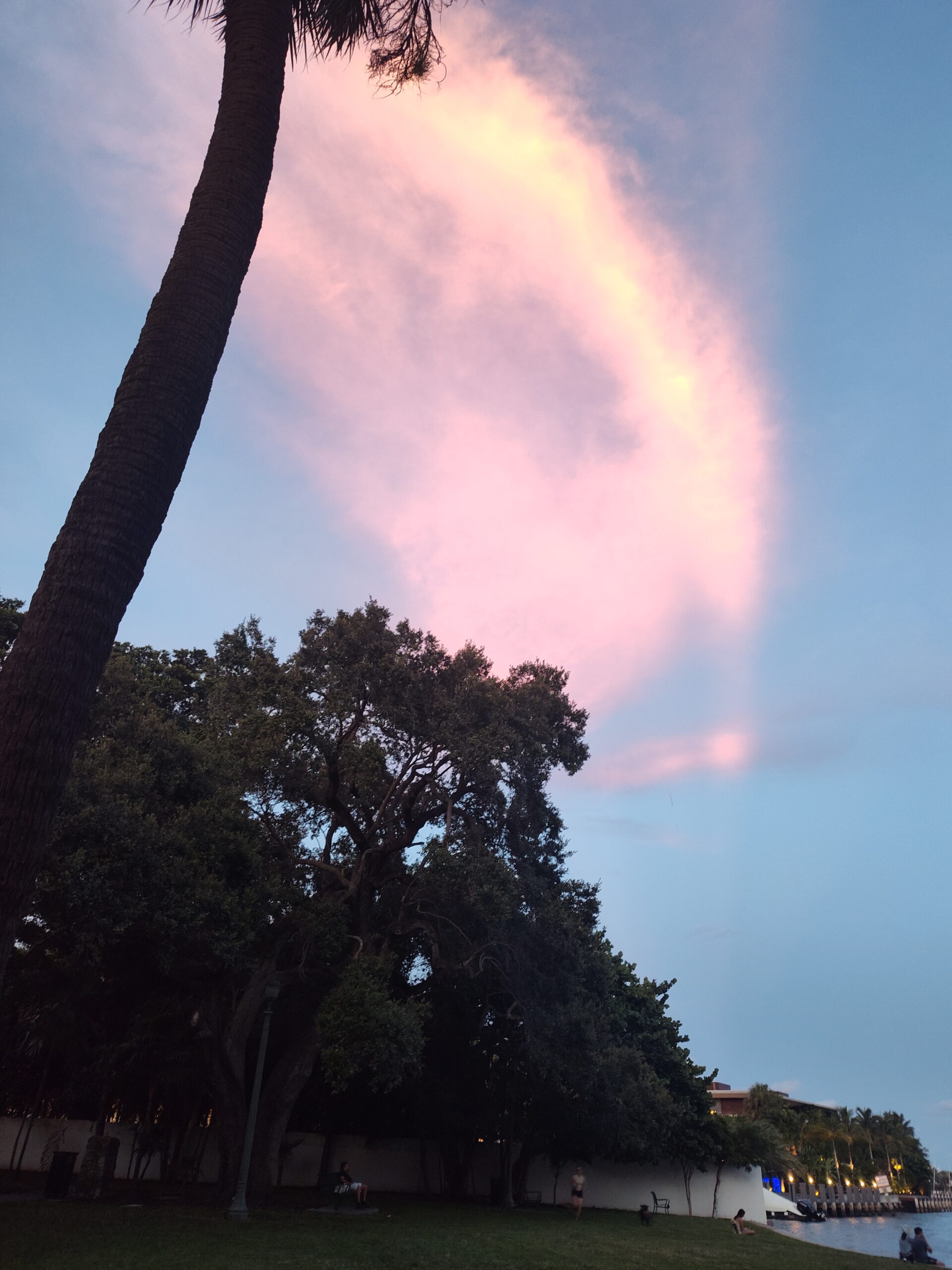 Silhouette of a palm tree with a pink cloud above